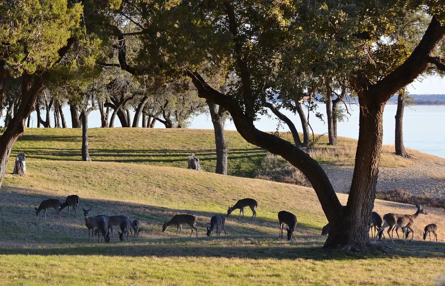 A herd of deer grazing in Airport Park