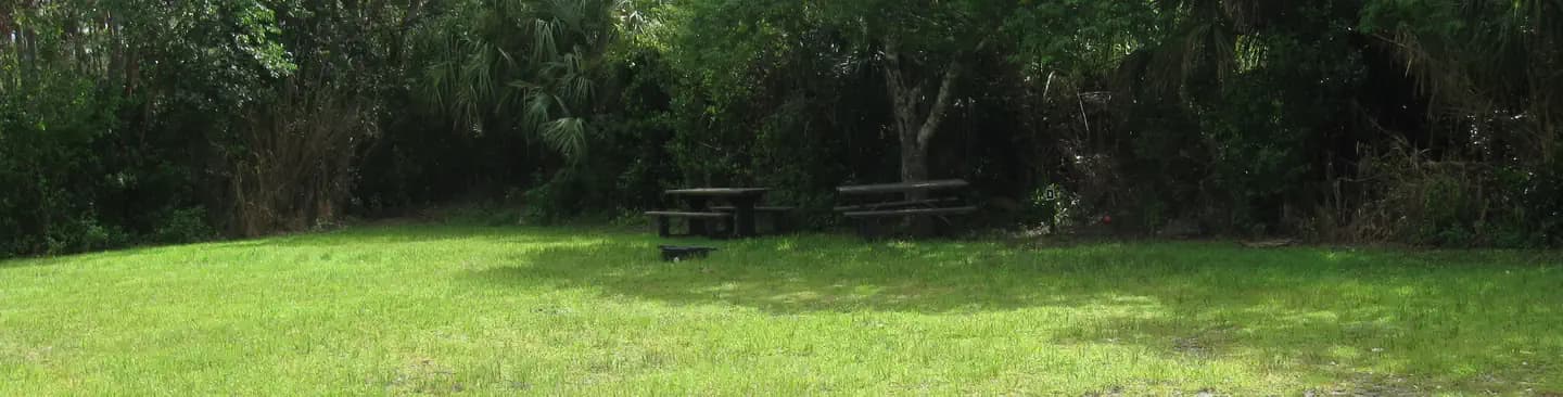 Shady Trees