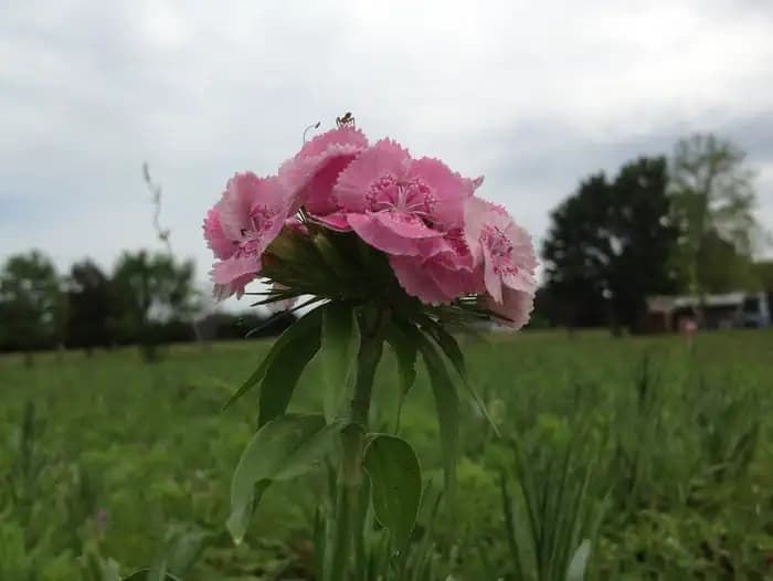 Some of the wildflowers we plant in our parks.