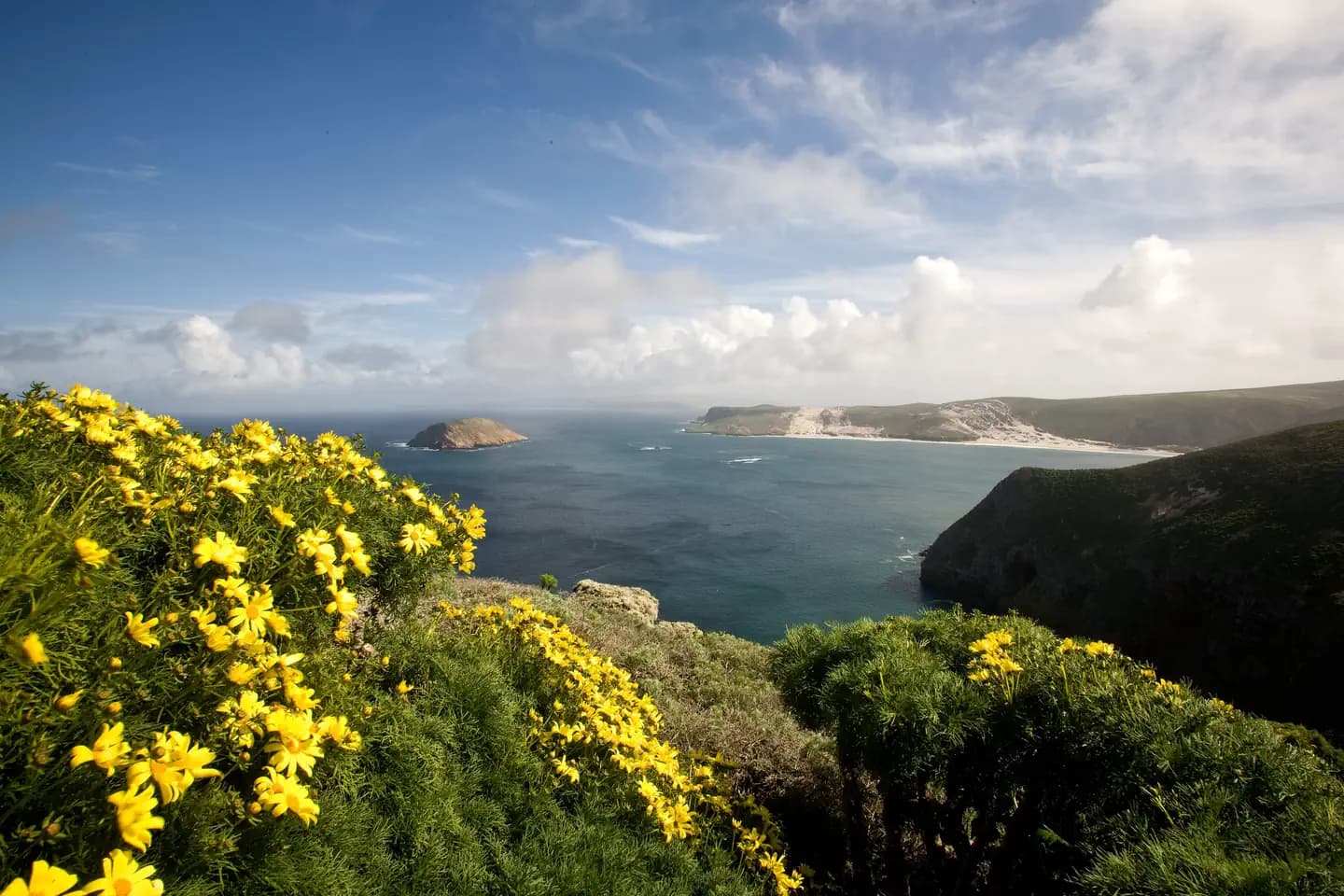 Yellow flowered plant on coastal bluff overlooking harbor with white sand and islet at the entrance.
