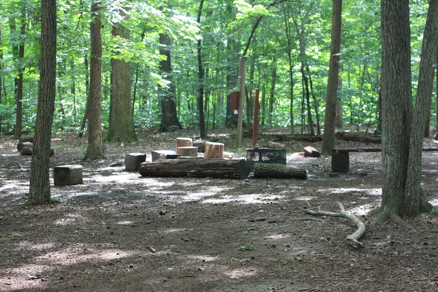Campsite around fire pit with large tree stumps