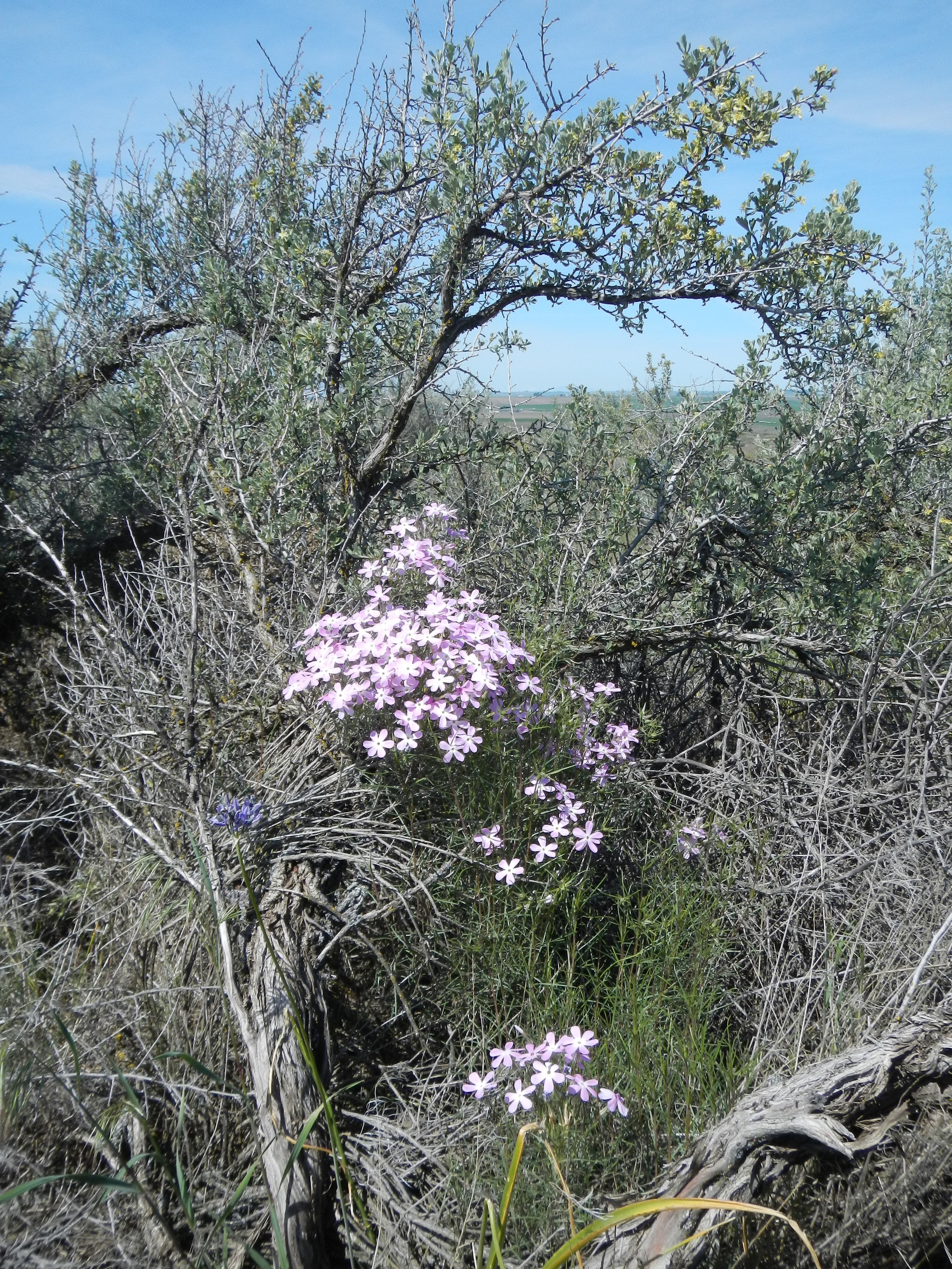 Sagebrush and wildflowers at Juniper Dunes Wilderness