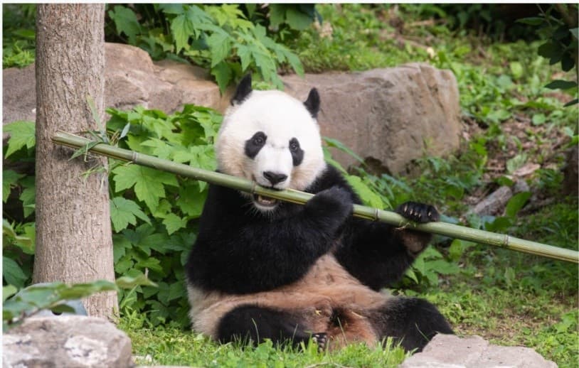 Bei Bei eating bamboo