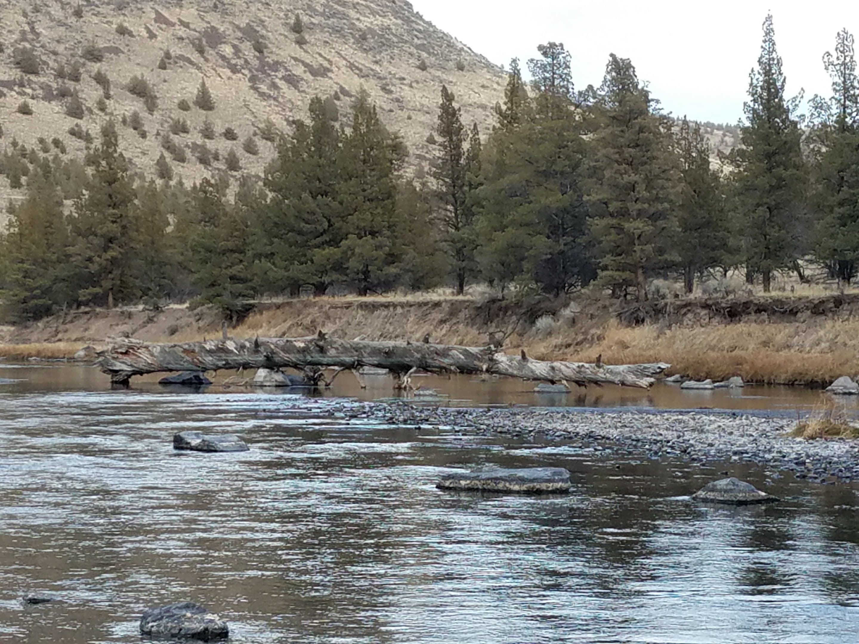 Log in Crooked River above Lone Pine Campground