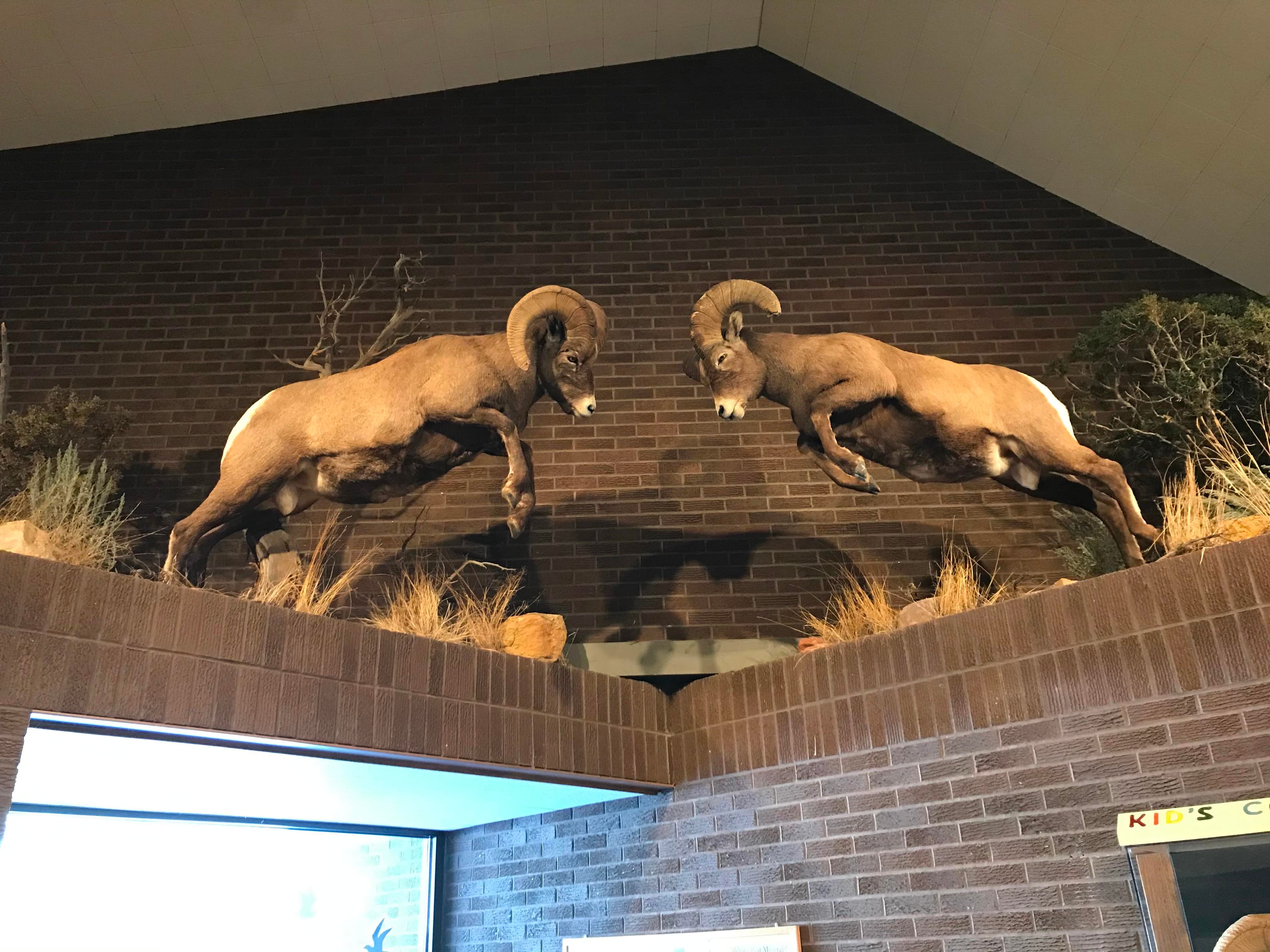 Bighorn Sheep Display
