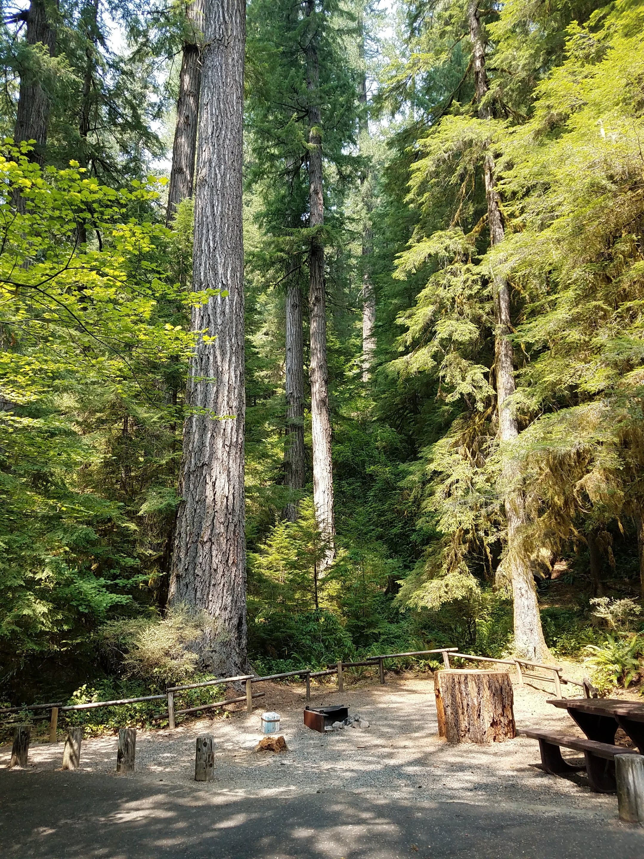 Campsite at Yellowbottom Recreation Site