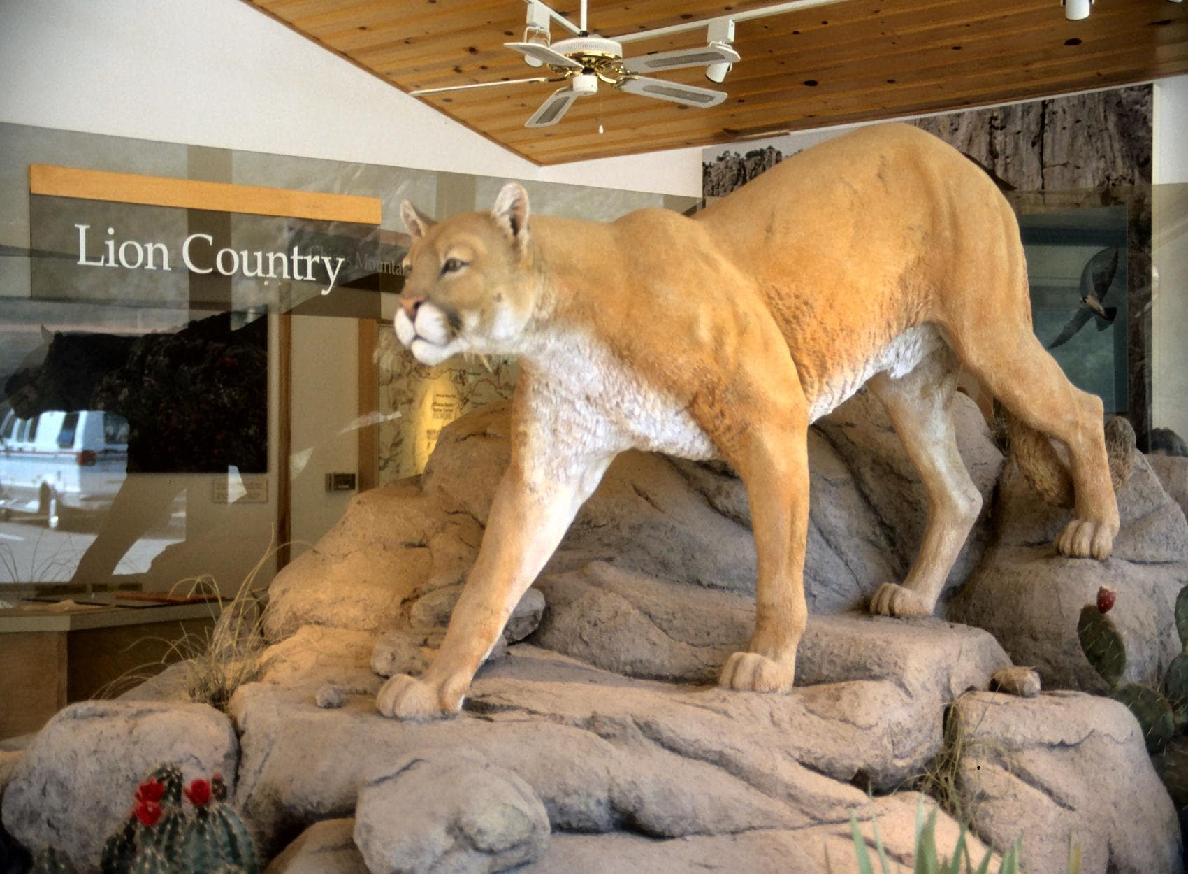 Mountain Lion exhibit