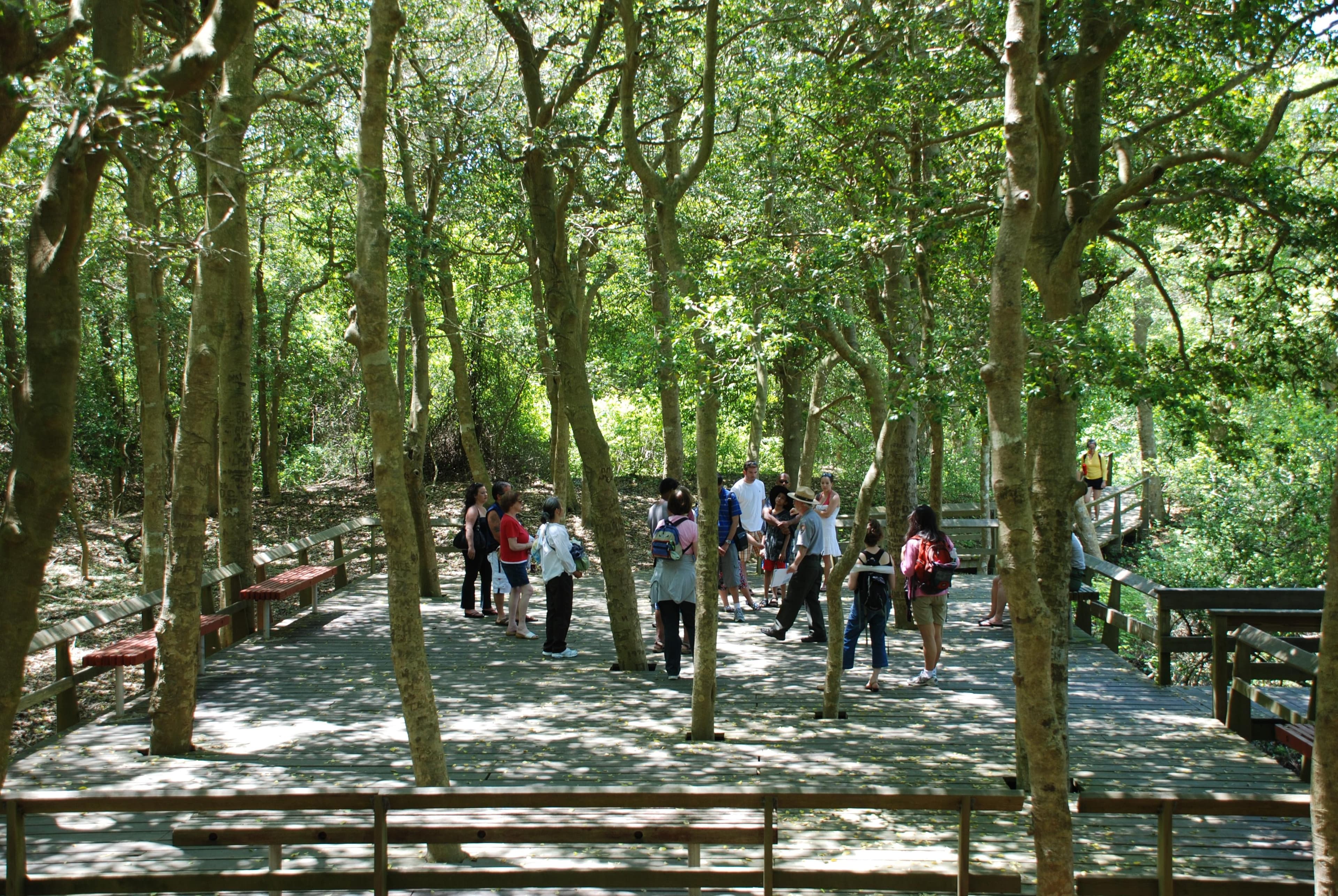 The Sunken Forest Trail
