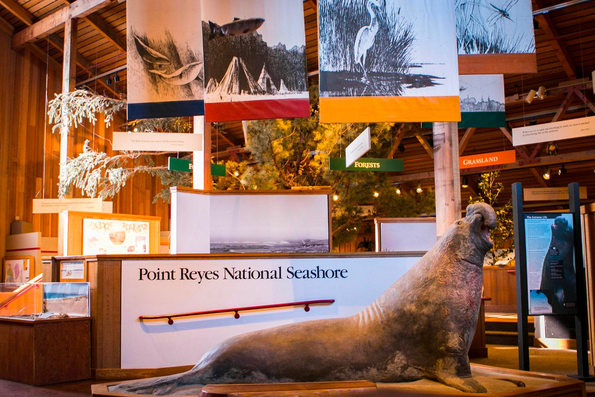 Bear Valley Visitor Center: Elephant Seal Model