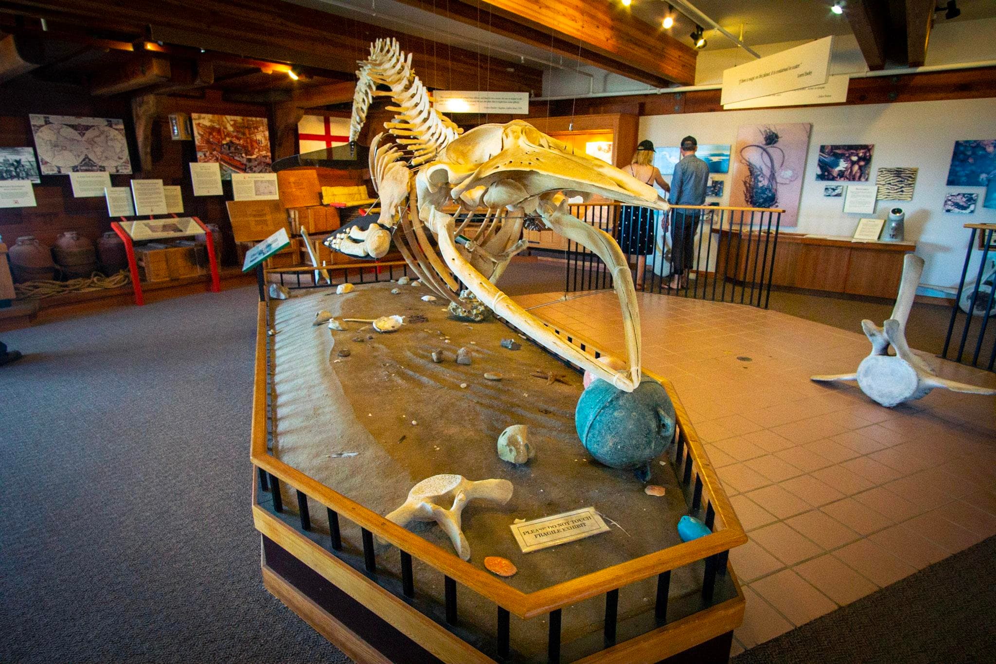 Kenneth C. Patrick Visitor Center: Minke Whale Skeleton