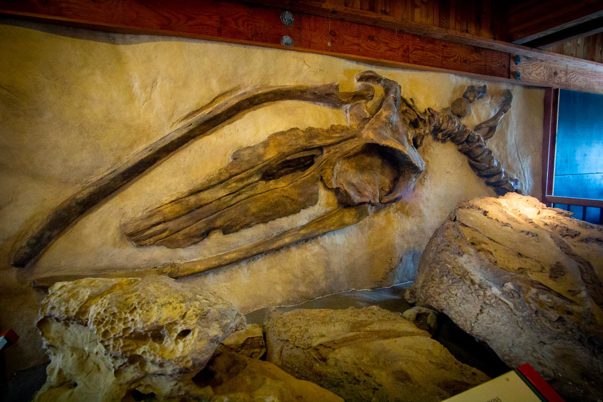 Kenneth C. Patrick Visitor Center: Fossil Exhibit