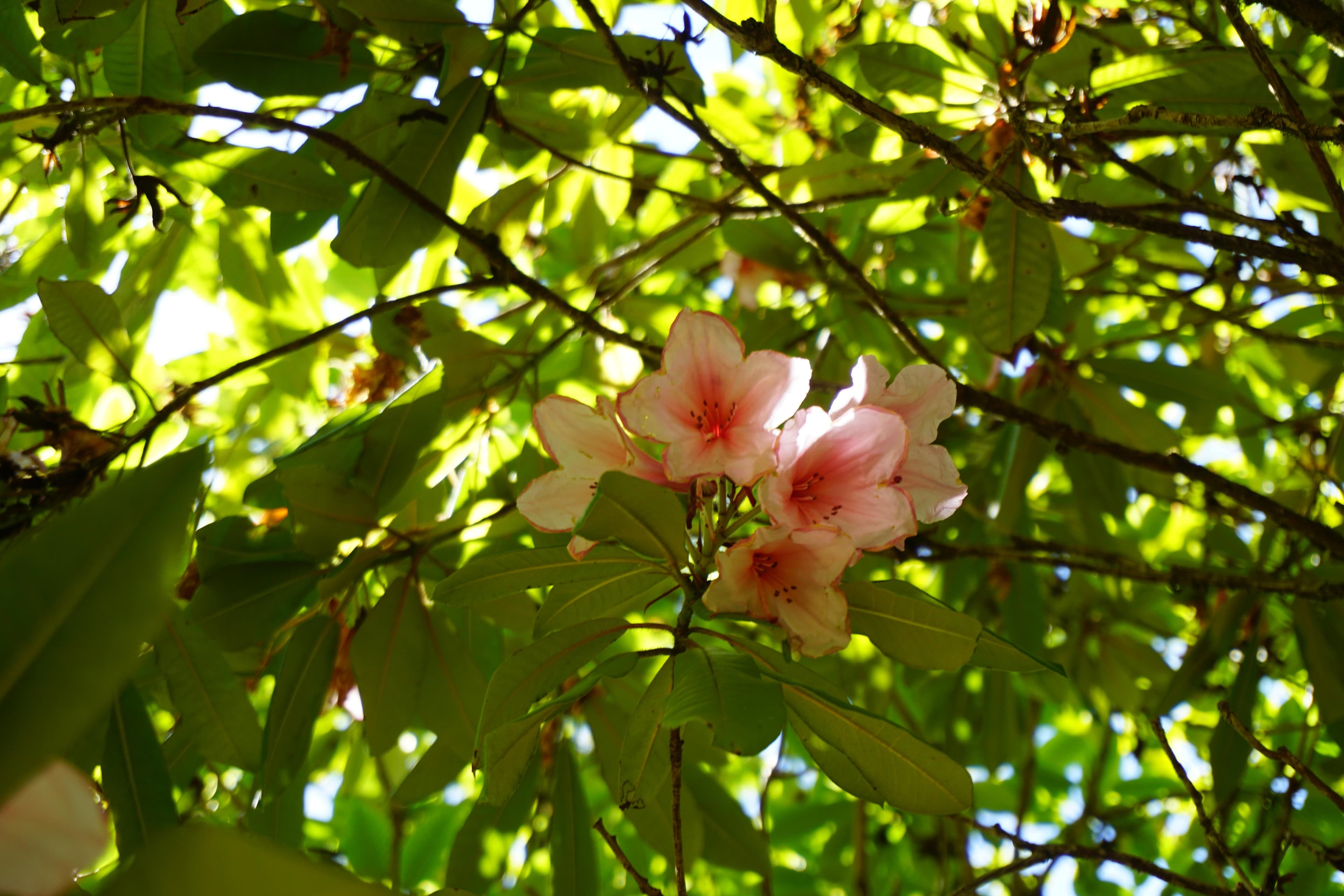 flowers at quinault ranger station