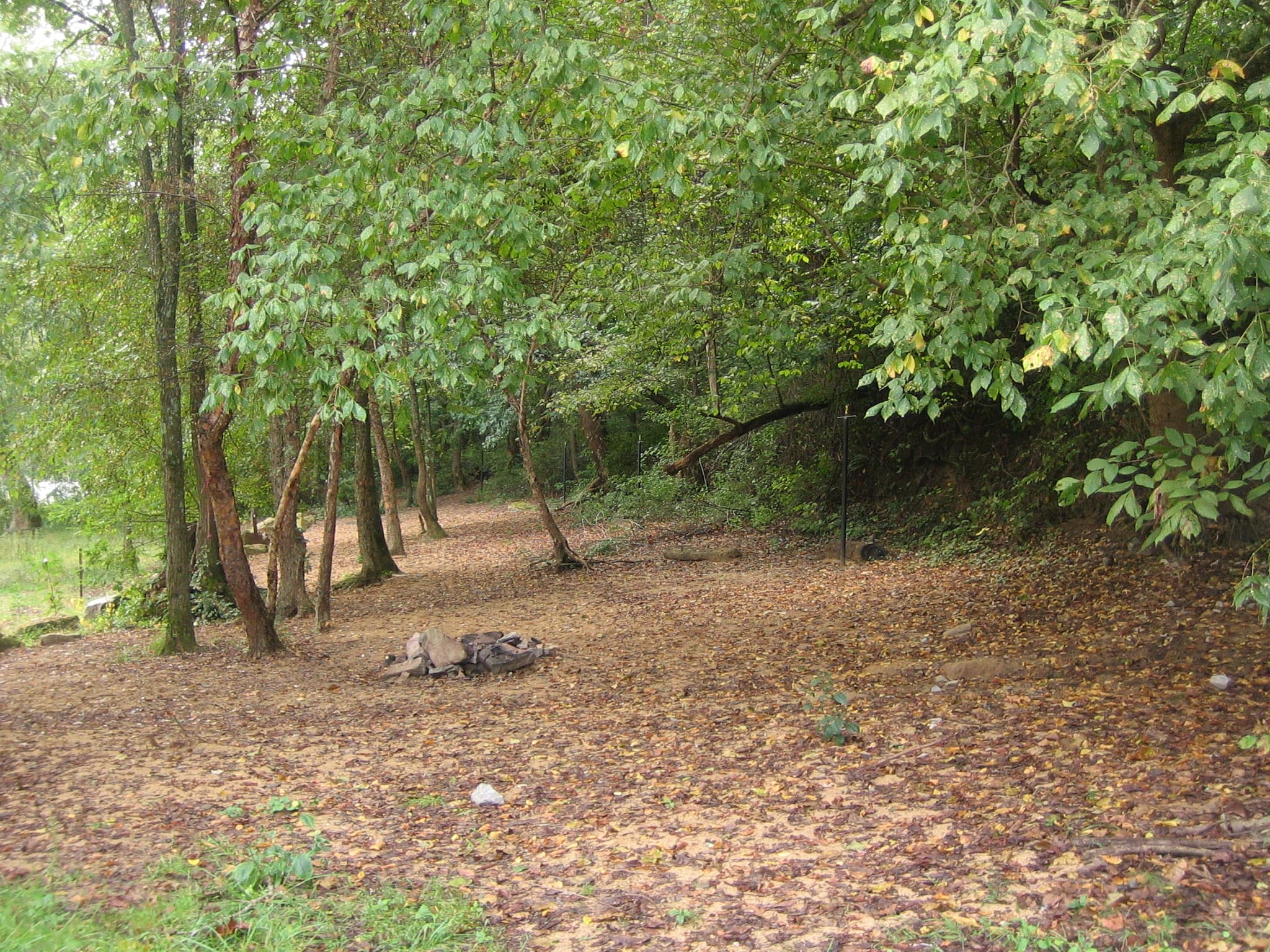 A Standard Wooded Walk-In Site at Stone Cliff Campground