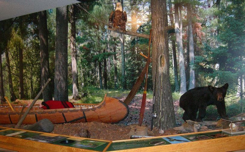 Canoe Bear Exhibit