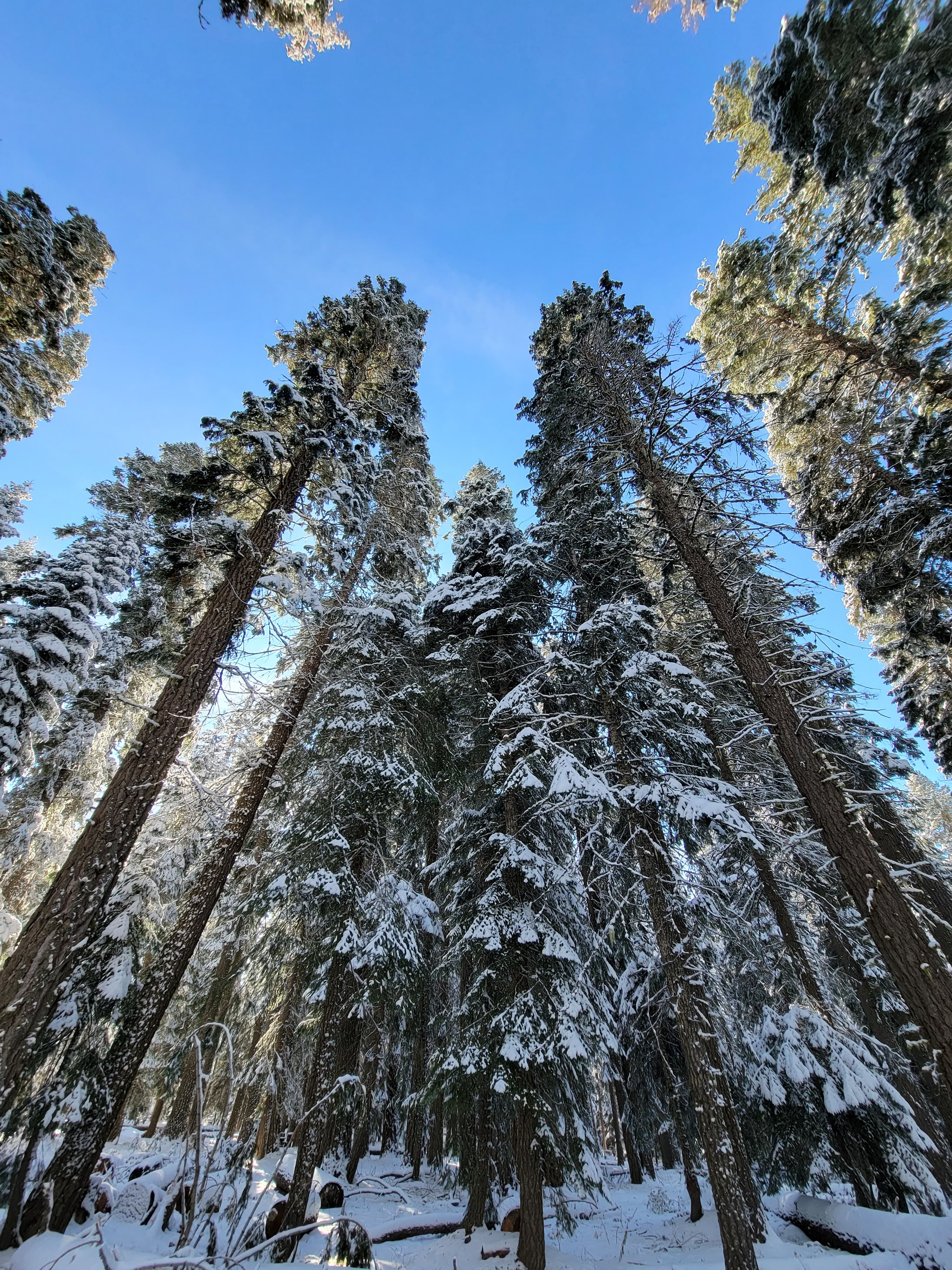 Old growth trees at Surveyor Recreation Site.