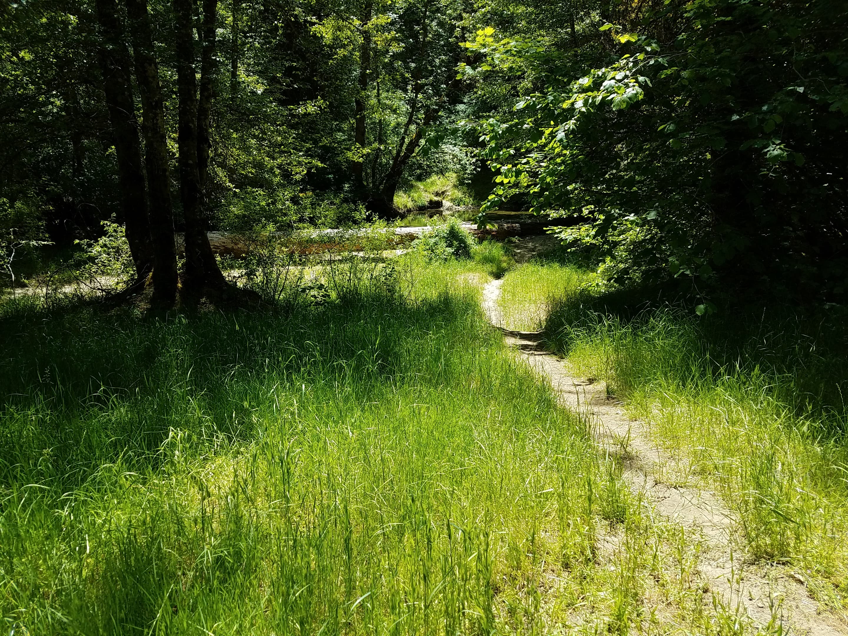 Trail through Elderberry Flat Campground.