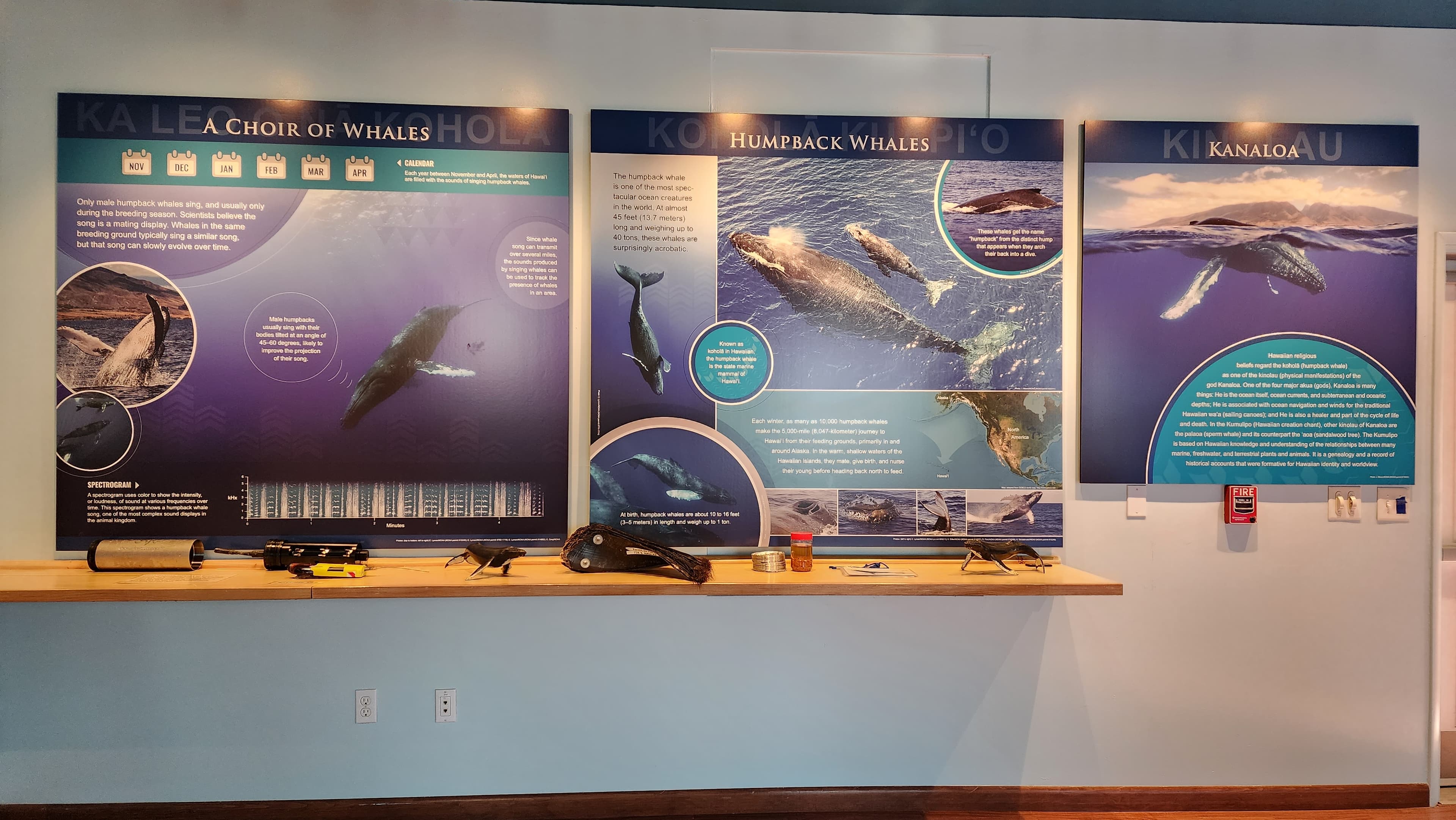 Hawaiian Islands Humpback Whale Kihei Visitor Center