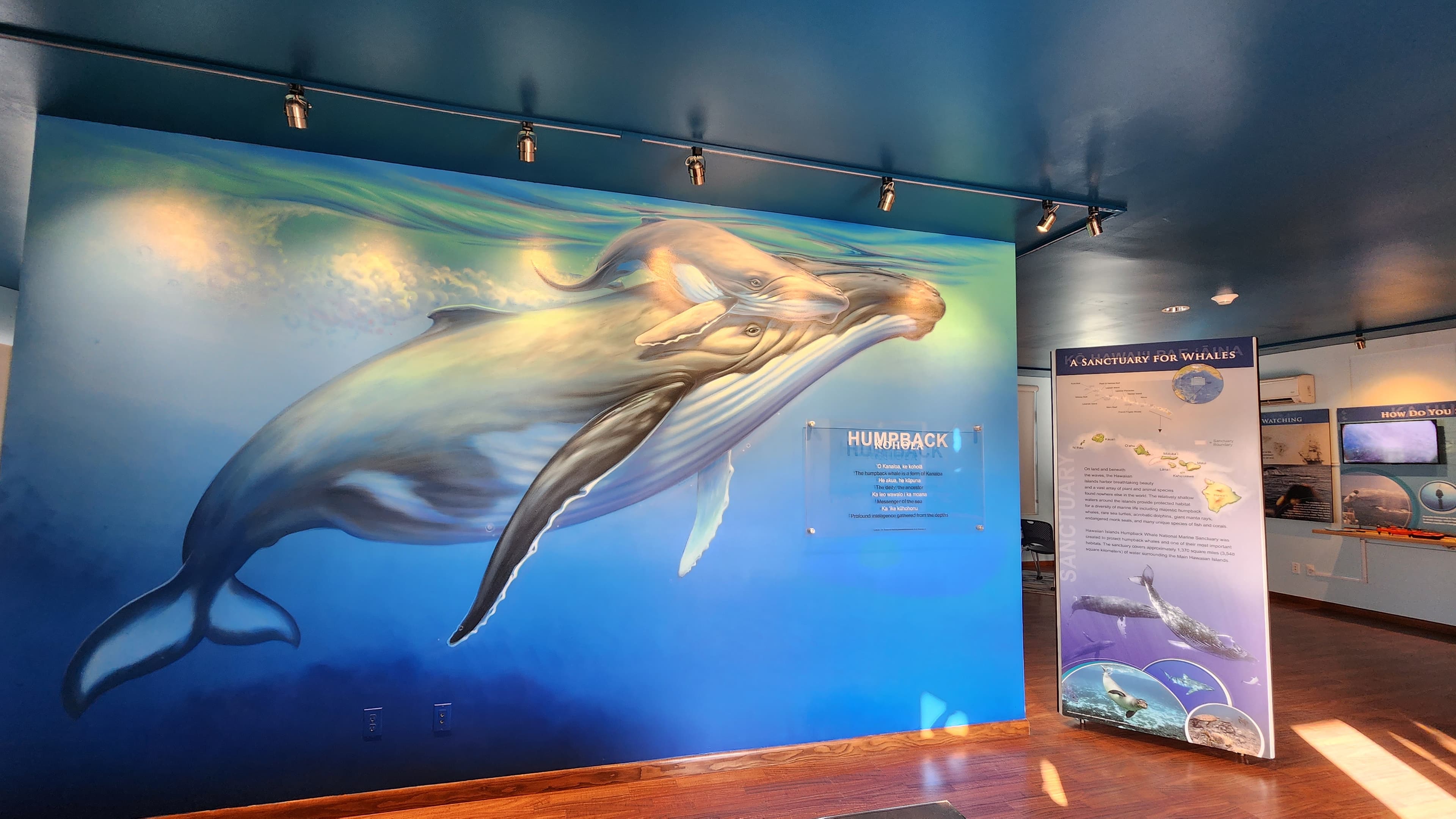 Hawaiian Islands Humpback Whale Kihei Visitor Center
