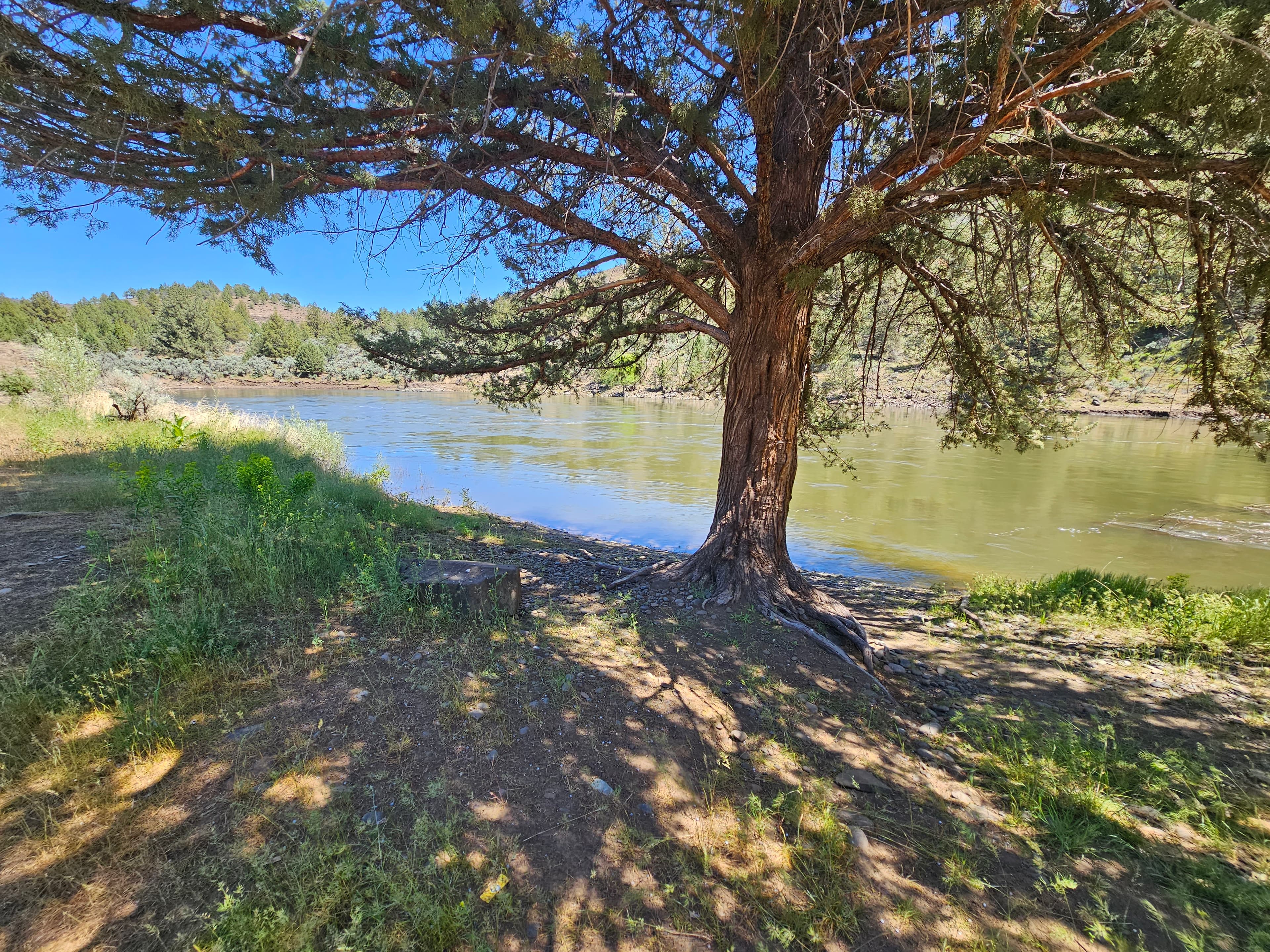 A shady western juniper along the North Fork John Day River.