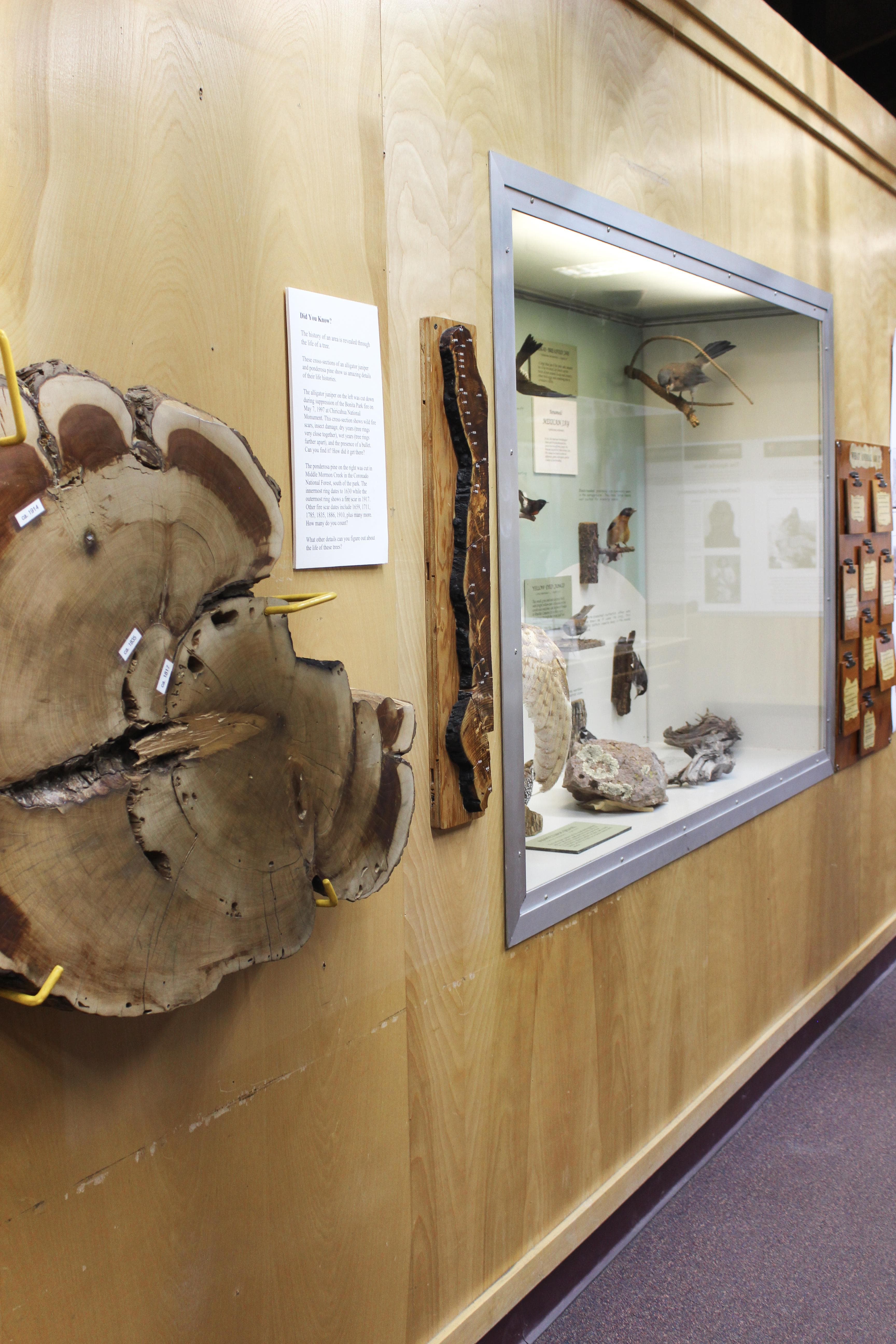 Historic Tree and Bird Display