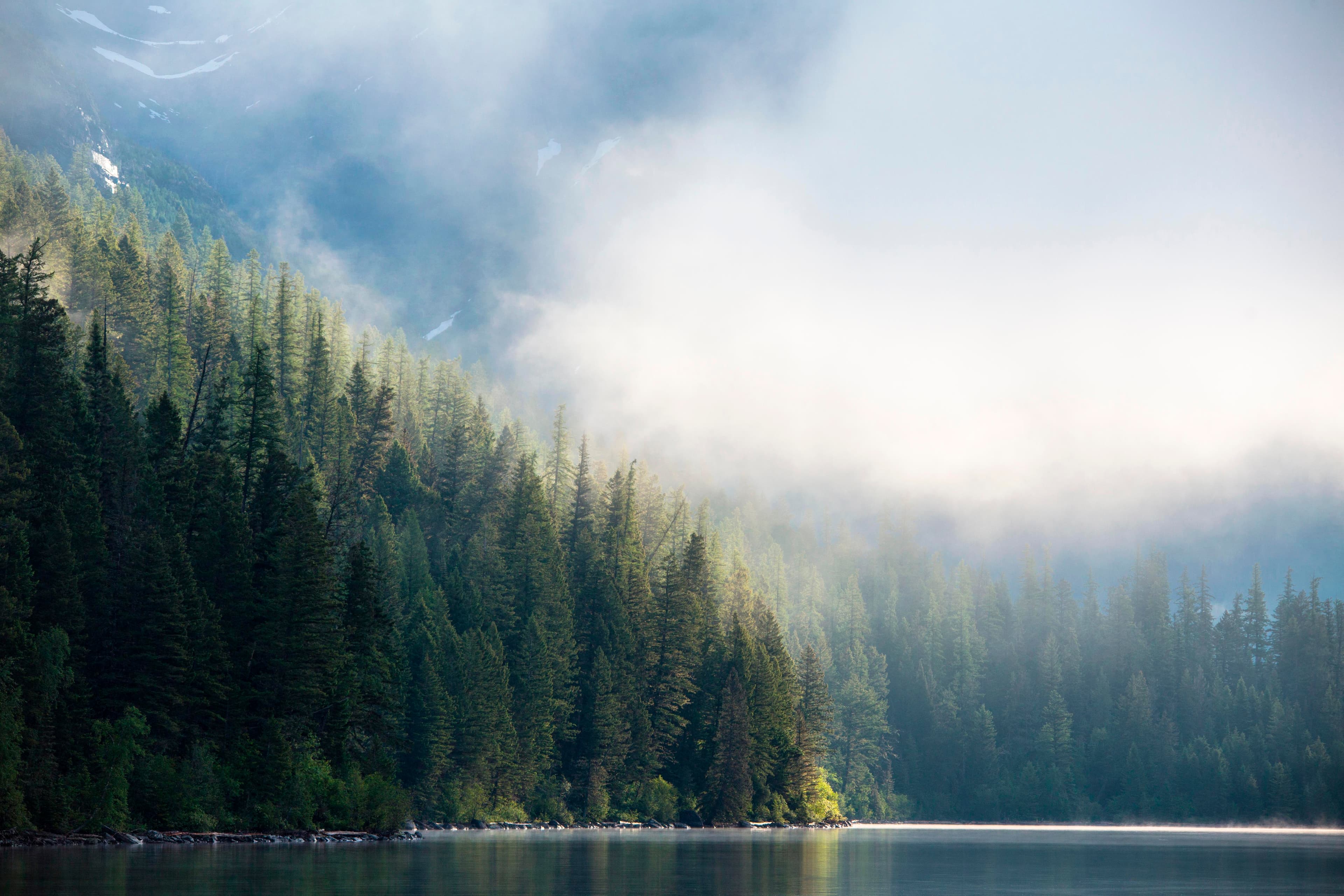 Morning Fog and Trees on Quartz Lake
