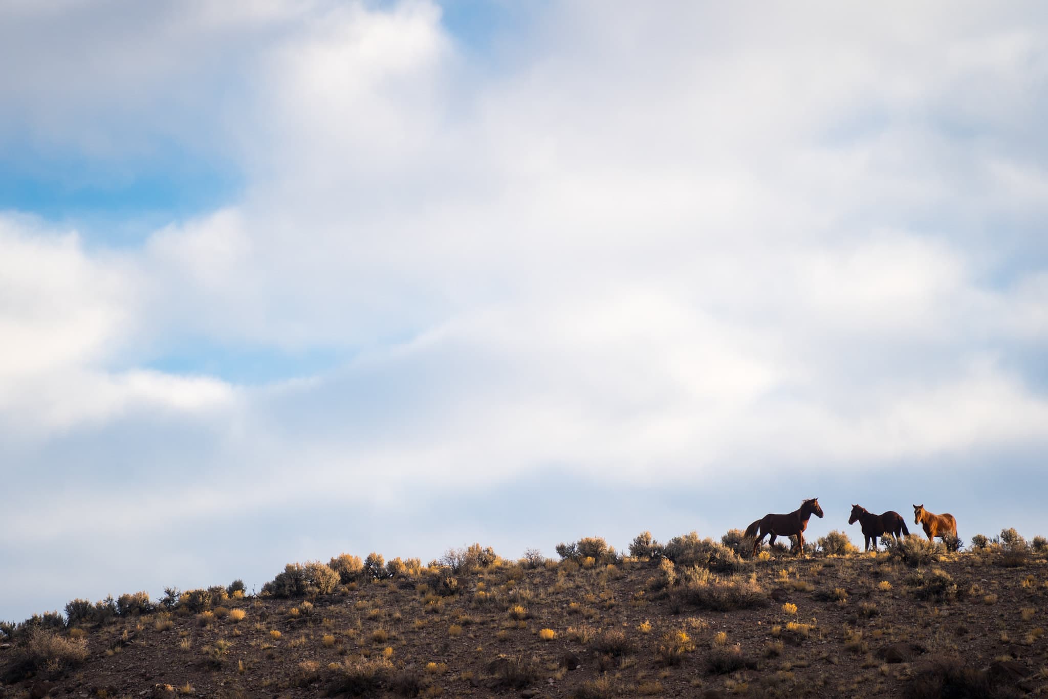 Horses Near Barnes Canyon