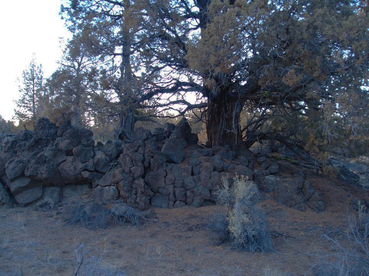 Fire-protected old-growth western juniper