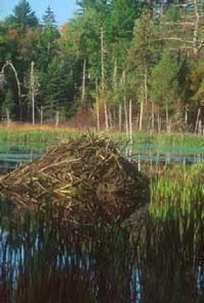 Moosehorn Wilderness