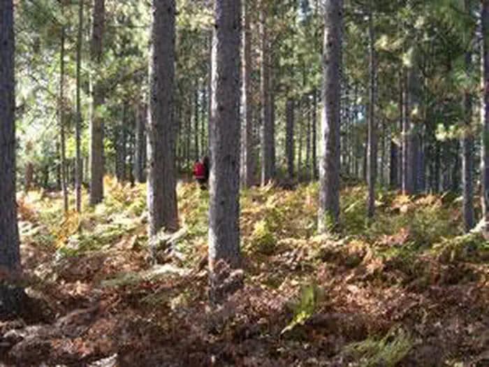 Seney Wilderness