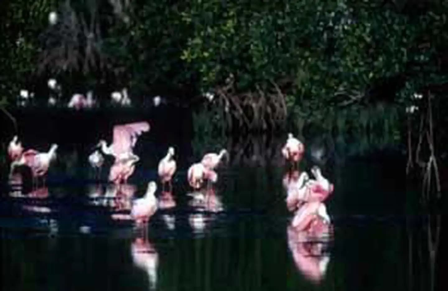 J.N. Ding Darling Wilderness