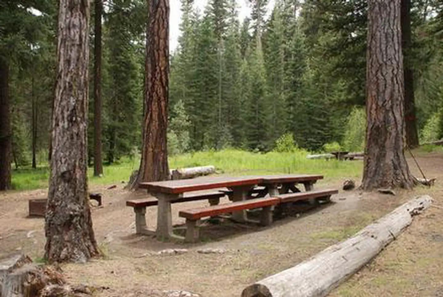 Double-long picnic table in open pine forest with a green, tree ringed glade in the background.
