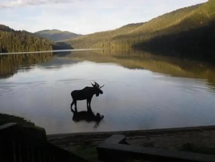 Moose in front of Virginia Lake 