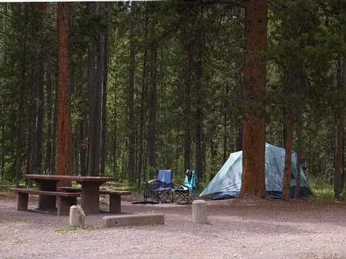 Pine trees surrounding campsite, picnic table, fire ring tent & camp chairs