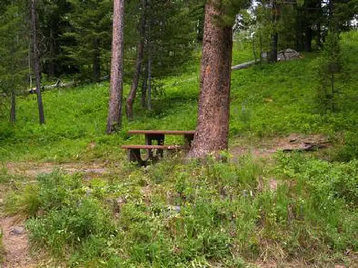Campsite surrounded by pine trees,  picnic table & fire ring