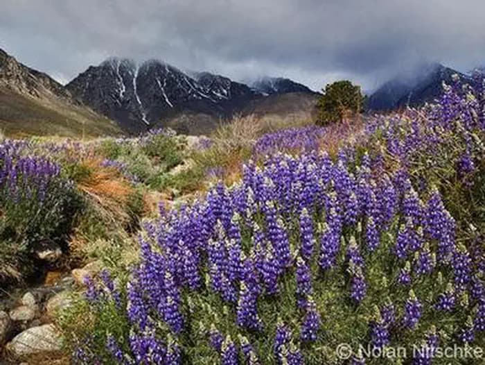 Lupine bloom near Division Creek.