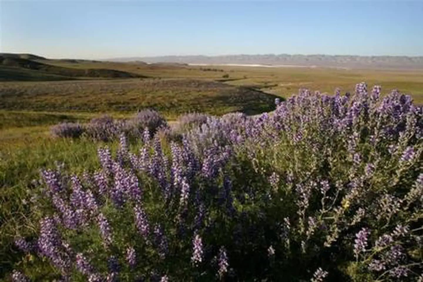 Carrizo Plain National Monument Tours