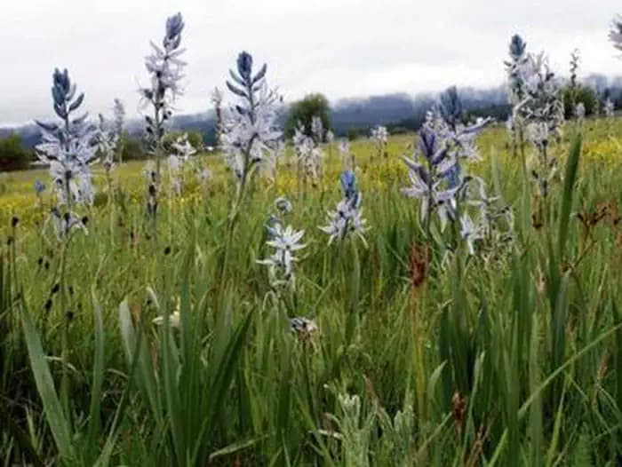 An up-close image of wildflowers