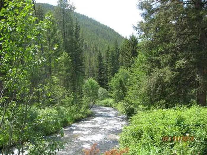 Swan Creek & pine trees
