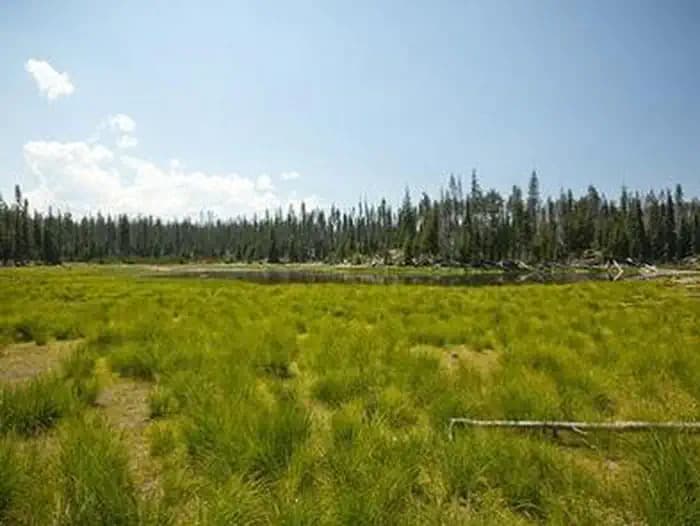 LITTLE FAWN GROUP CAMP