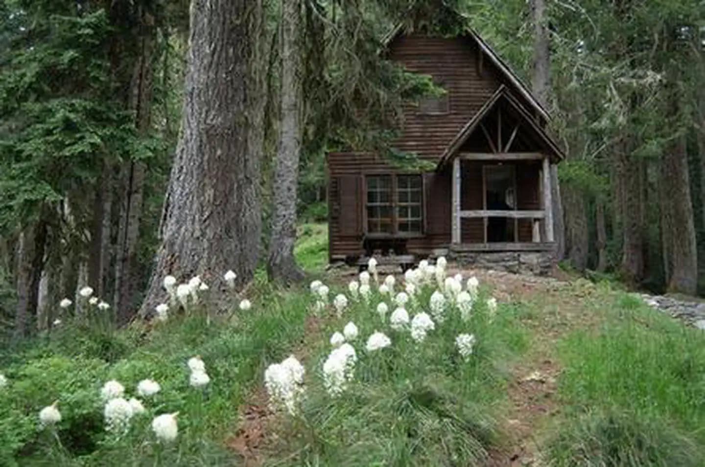 White flowers in a fir forest leading to a small wood cabin built on a stone foundation.