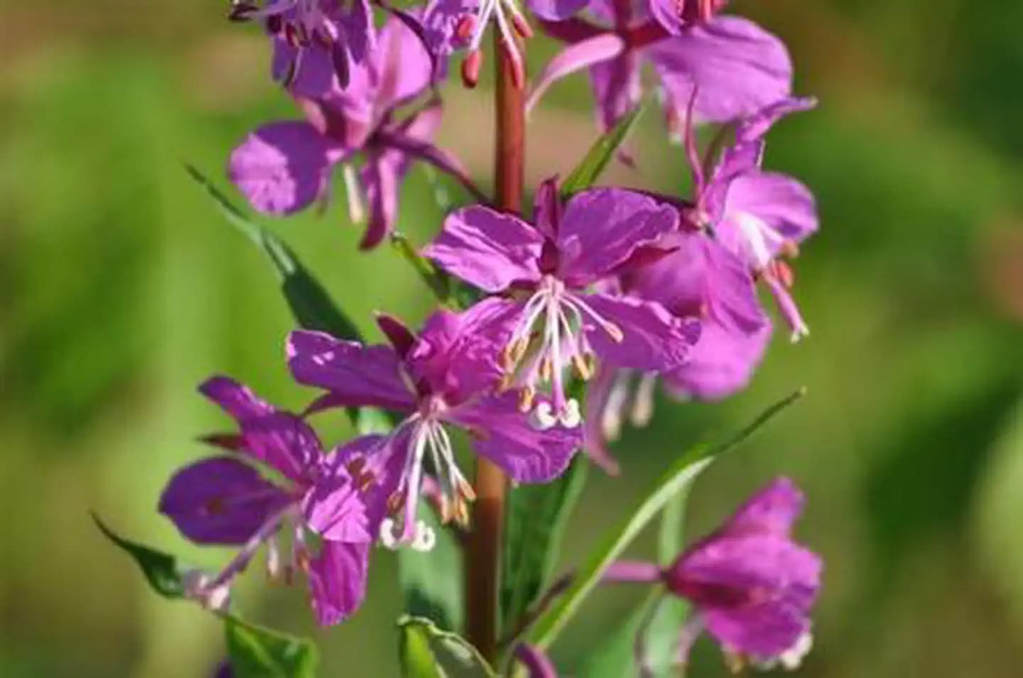 KENNEL CREEK CABIN (AK)