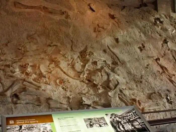"Wall of Dinosaur Bones"  
