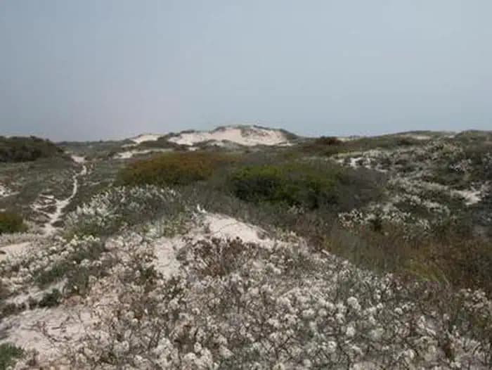 Sand dunes with vegetation