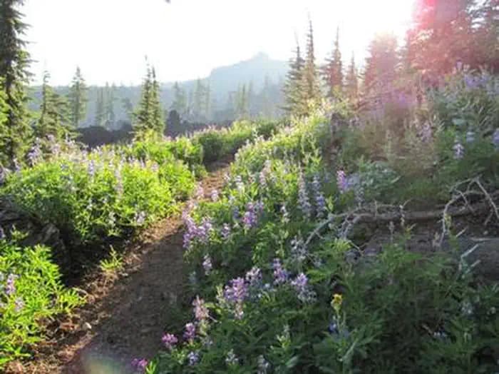 Obsidian Limited Entry Area