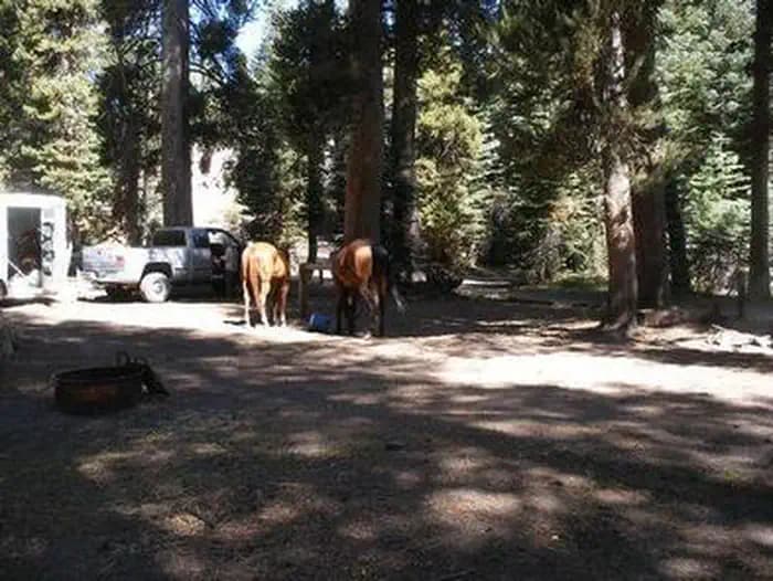 AGNEW HORSE CAMP