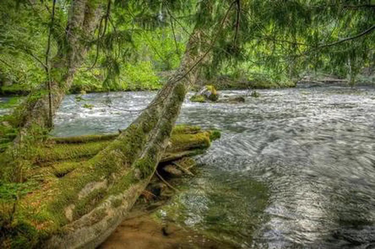 Adams Fork Campground