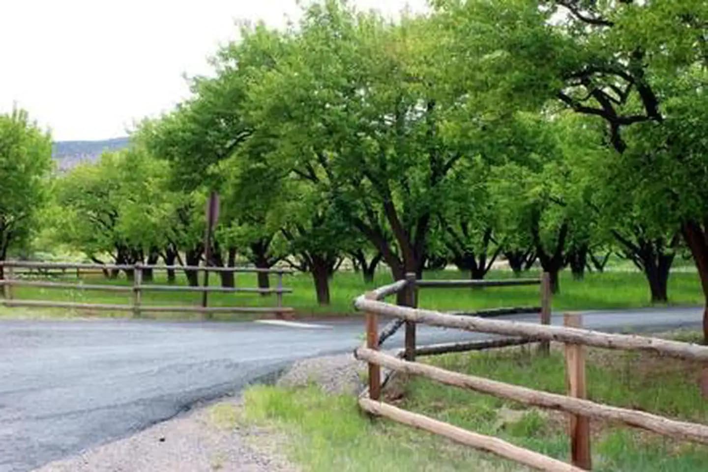 A paved road. There are fences on either side of the road. On the left side of the road there are many trees