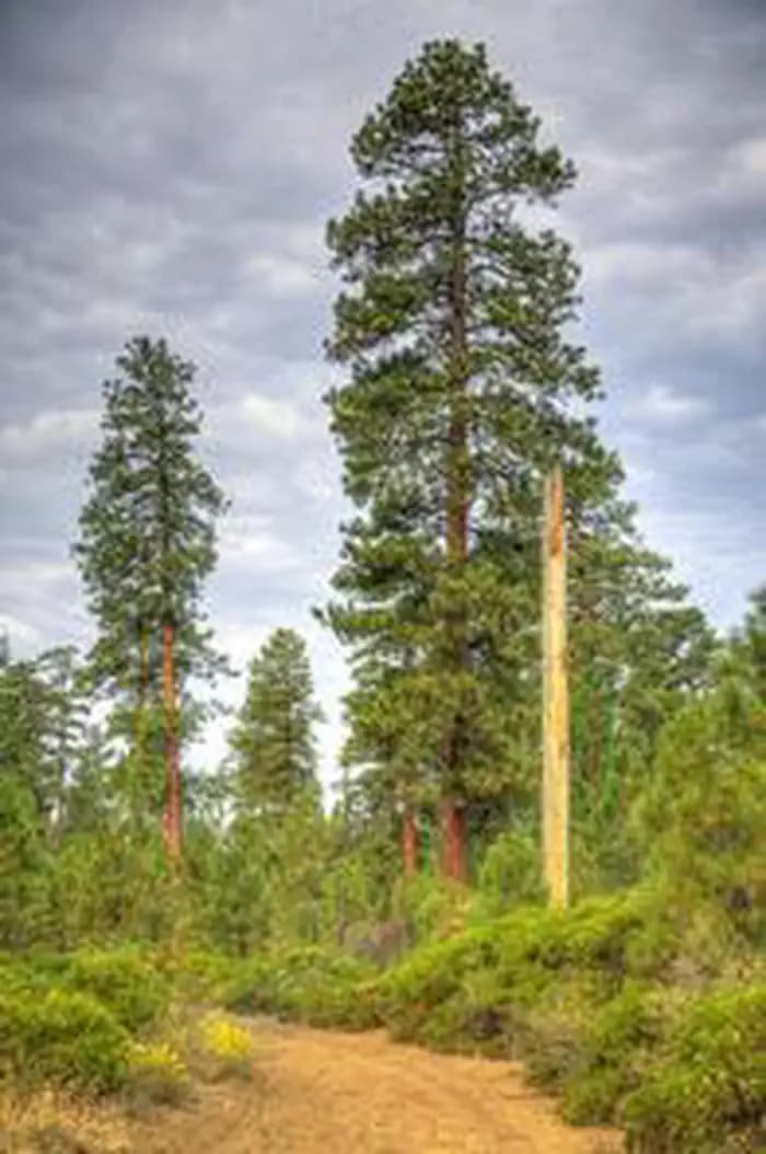 COLD SPRINGS CAMPGROUND (OR)