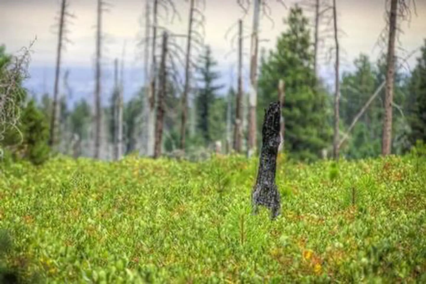 COLD SPRINGS CAMPGROUND (OR)