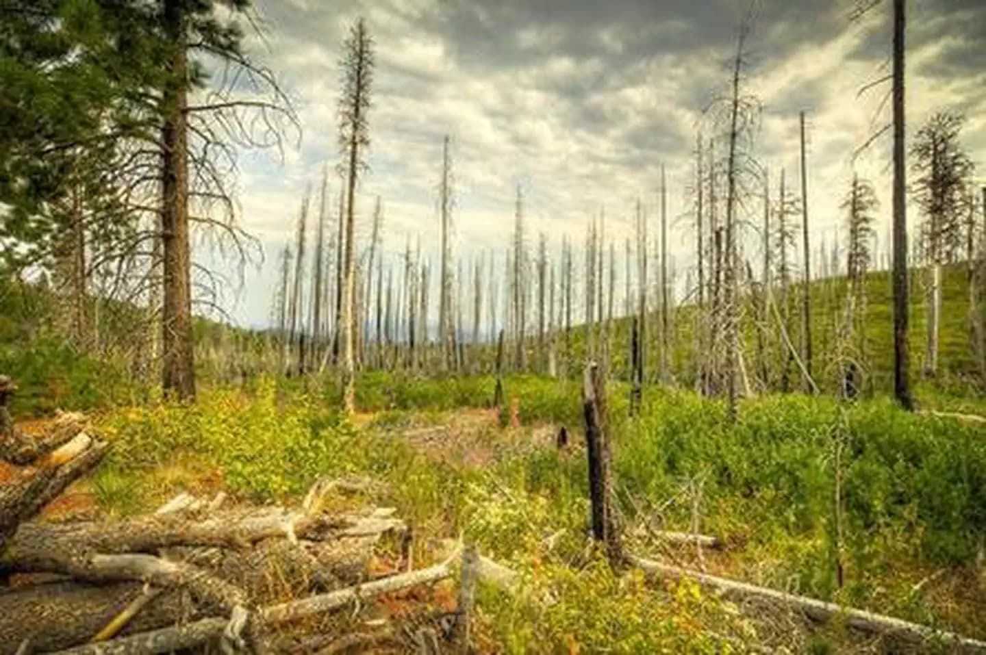 Whispering Pines Horse Camp